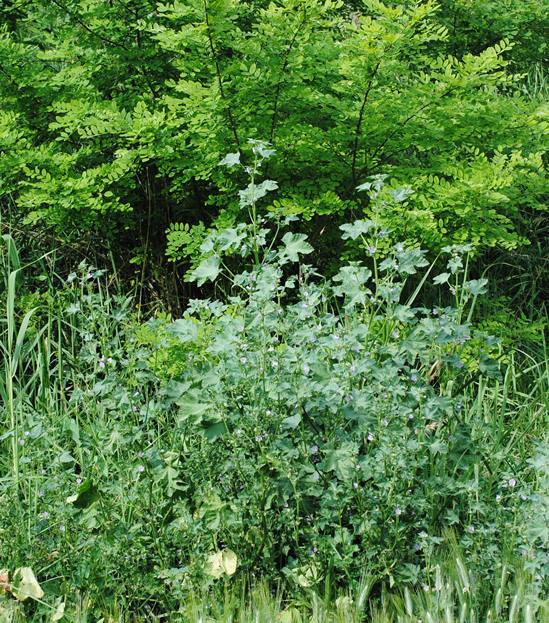 Malva multiflora?